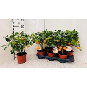 CITR MICROCARPA