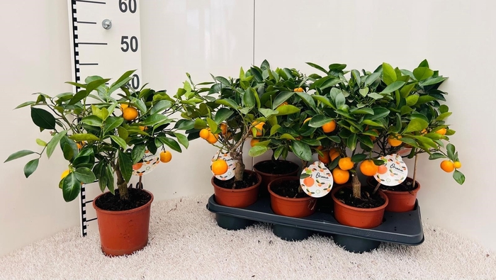 <h4>CITR MICROCARPA</h4>