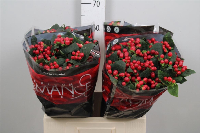 <h4>Hyp True Romance</h4>