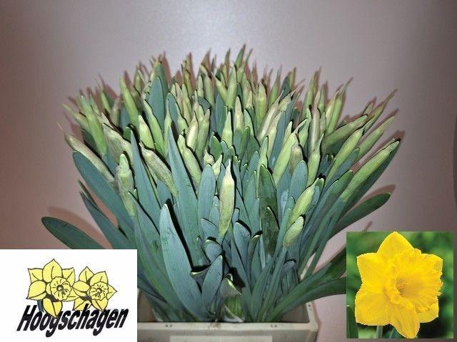 <h4>NARC T DUTCH MASTER</h4>