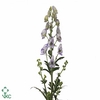 ACONITUM CAR CLOUDY