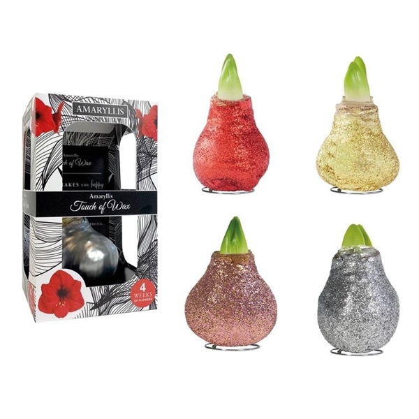 <h4>Amaryllis Red Glitter I Mix Carton</h4>