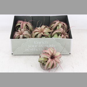 arr3 CP - Till. Eric knobloch