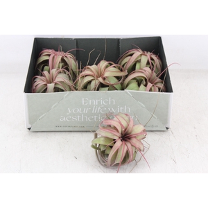 arr3 CP - Till. Eric knobloch