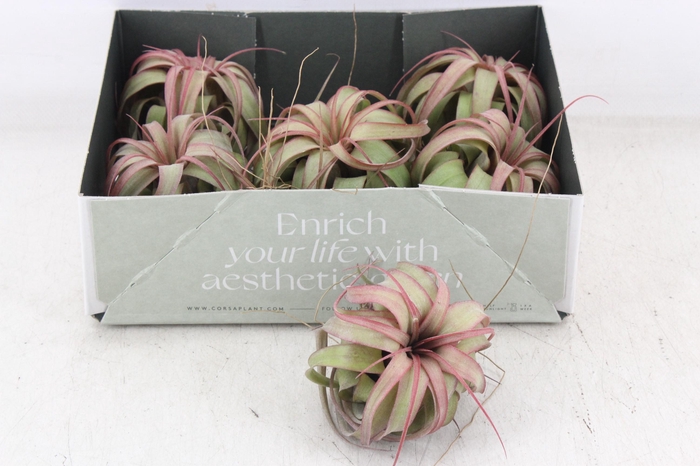 Arr3 Cp - Till. Eric Knobloch