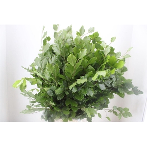 Beuk Naturel P Bunch