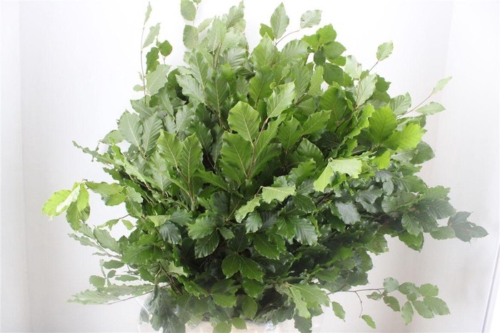 <h4>Beuk Naturel P Bunch</h4>