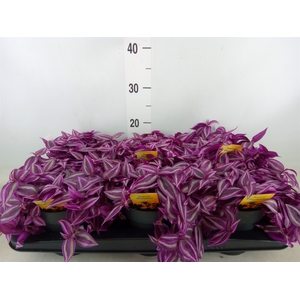 Tradescantia zebr. 'Pink Paradise'