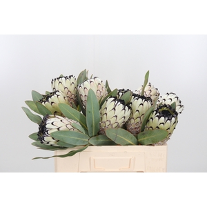 Protea M Sno Leopard