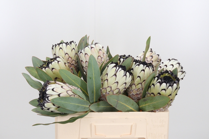 <h4>Protea M Sno Leopard</h4>