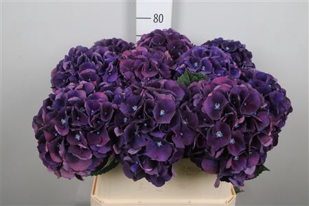 <h4>Hydr M Royal King</h4>