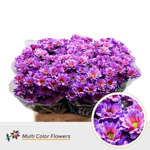 Chrysanthemum TR   ...colored H%
