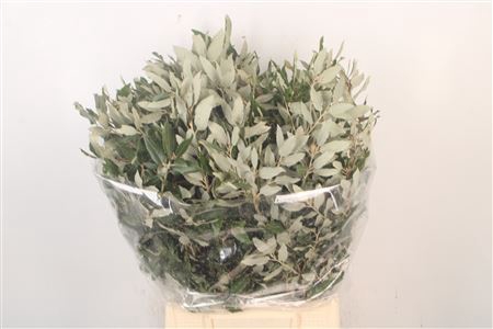 <h4>Steeneik Per Bunch</h4>