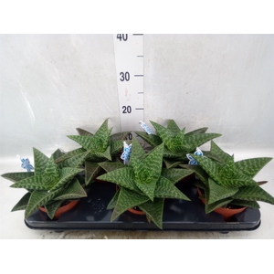 xGasteraloe  'Tiki Zilla'