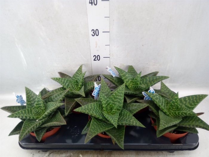 <h4>xGasteraloe  'Tiki Zilla'</h4>