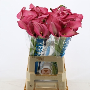 Calla Zazu