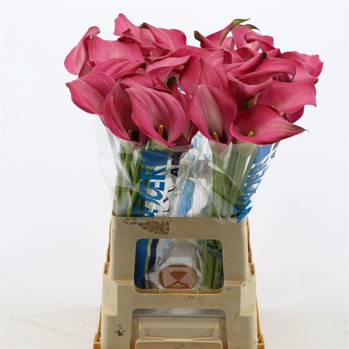 <h4>Calla Zazu</h4>