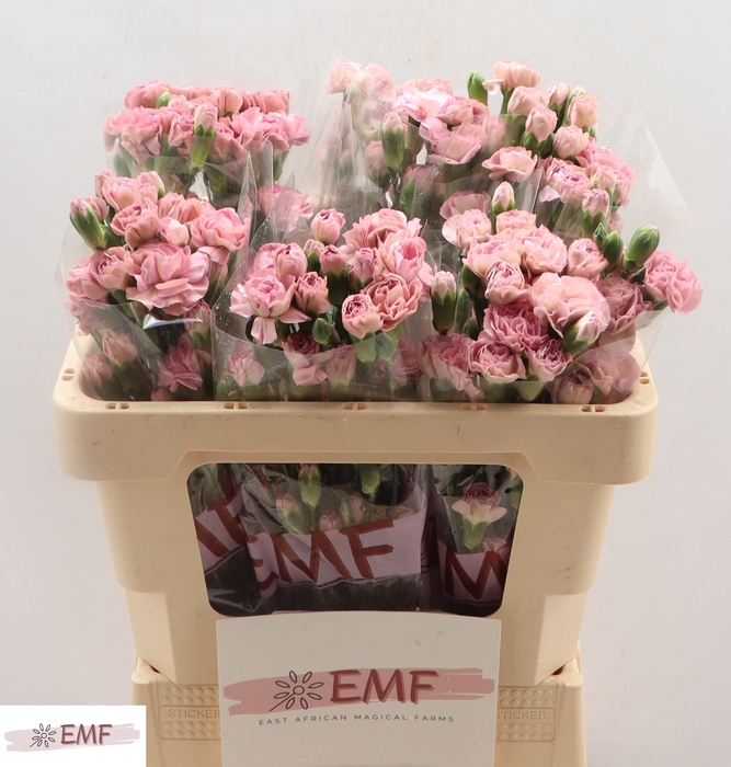 <h4>DI TR MOCHA SWEET</h4>