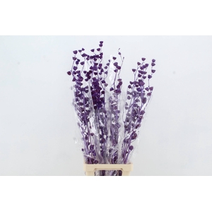 DF Lavatera Bs Purple 120g