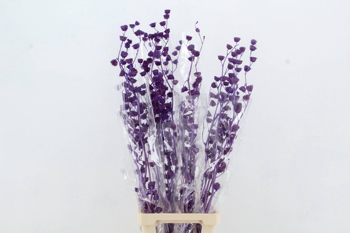 <h4>DF Lavatera Bs Purple 120g</h4>