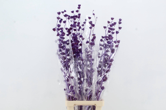 DF Lavatera Bs Purple 120g