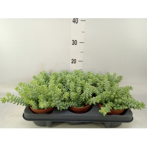 Sedum burrito