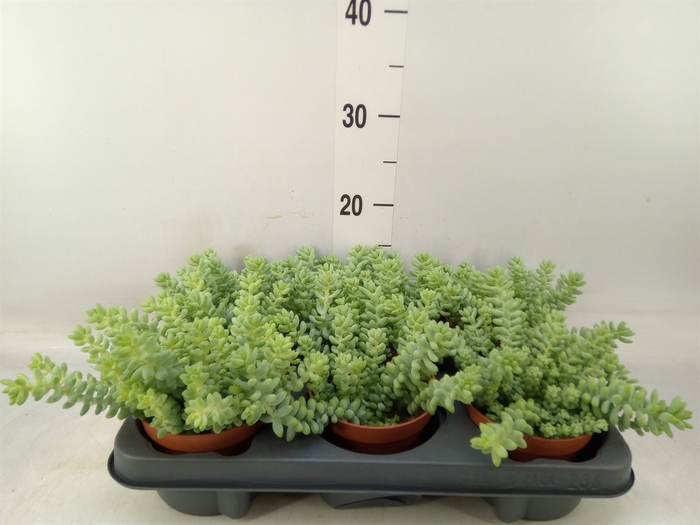 <h4>Sedum burrito</h4>