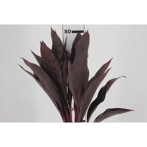 FOLHAGEM DRACENA RUBRA VINHO