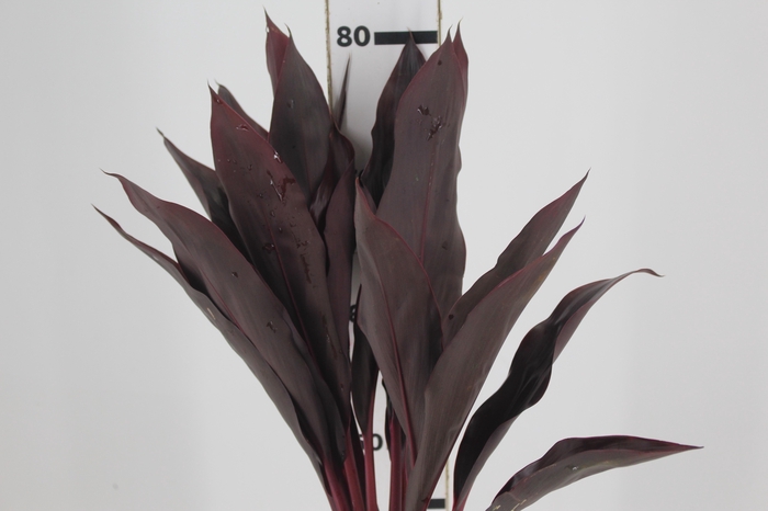 <h4>FOLHAGEM DRACENA RUBRA VINHO</h4>