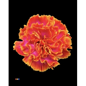 Dianthus St Fireball