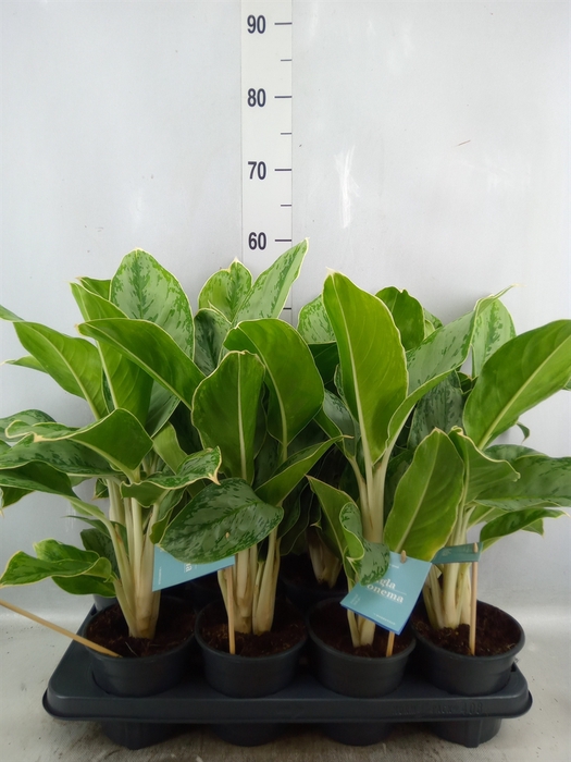 Aglaonema   ...