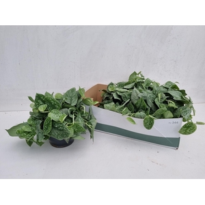 SCIND PICT SILVE ANN