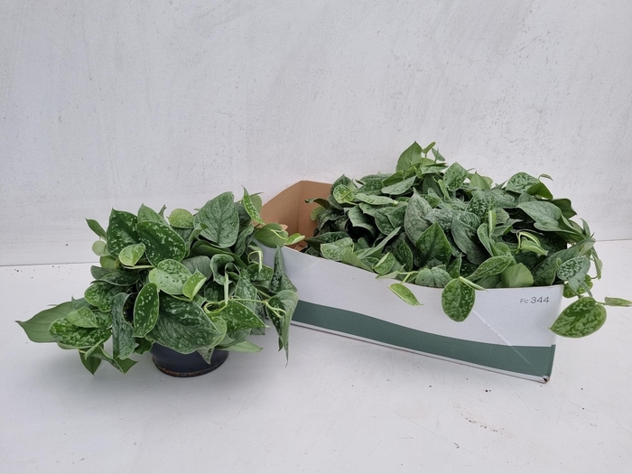 <h4>SCIND PICT SILVE ANN</h4>