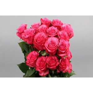 Rosa ec lola