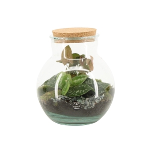 90799: Terrarium arrangement