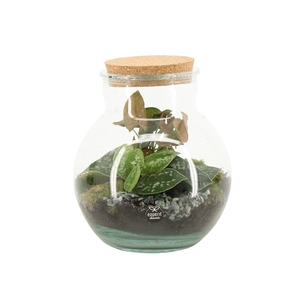 90799: Terrarium arrangement