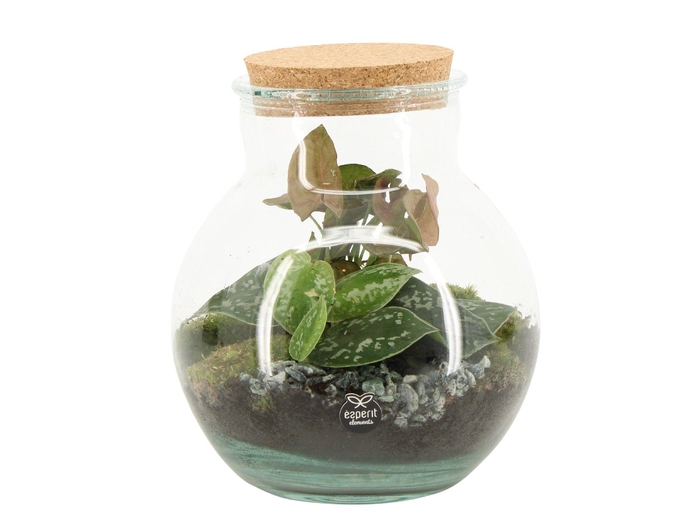 <h4>90799: Terrarium arrangement</h4>