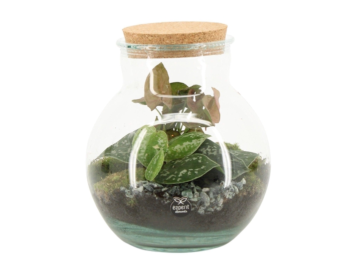 <h4>90799: Terrarium arrangement</h4>
