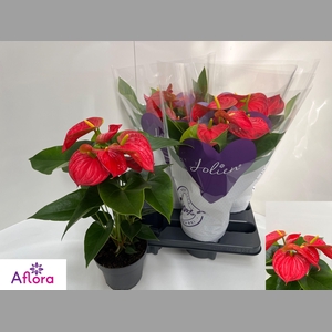 ANTHU AN BAMBINO RED