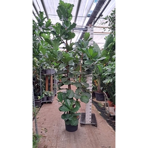Ficus lyrata
