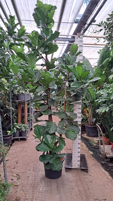 <h4>Ficus lyrata</h4>