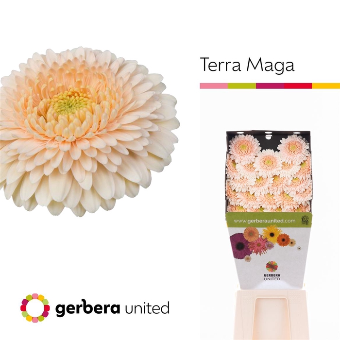 <h4>Ge Bv Gerponi Terra Maga</h4>