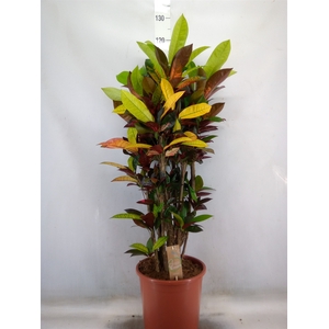 Codiaeum var. KL 'Mrs Iceton'