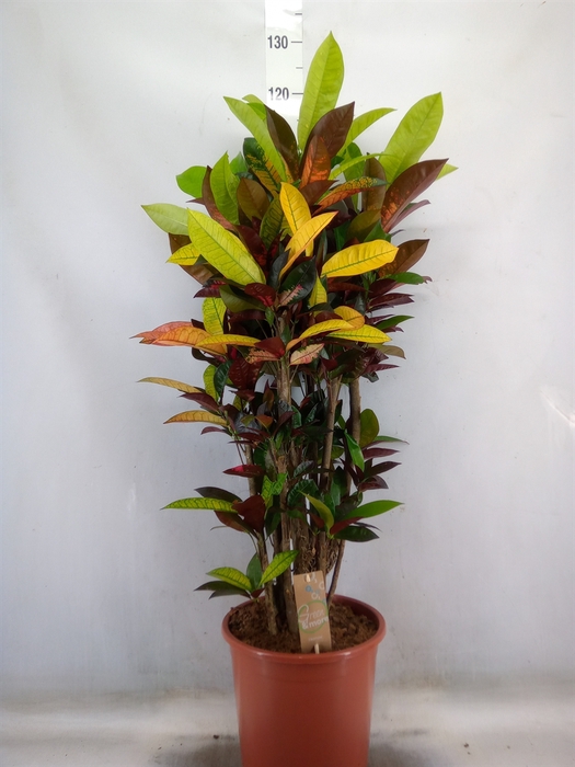 <h4>Codiaeum var. KL 'Mrs Iceton'</h4>