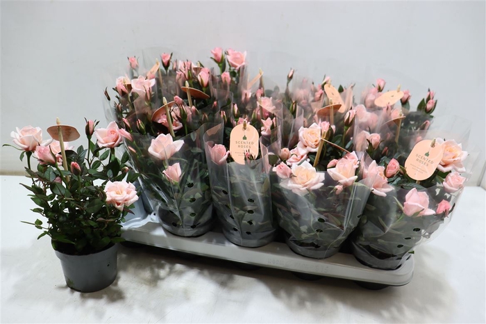 <h4>Ro Rosaroma Pink</h4>