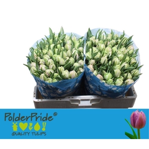 Tulipa do katinka
