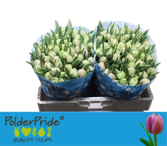 <h4>Tulipa do katinka</h4>