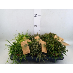 Rhipsalis   ...mix