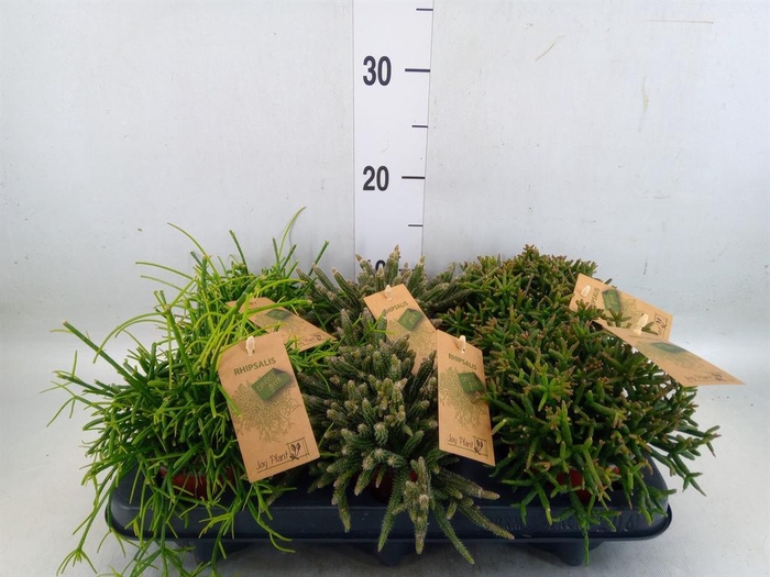 <h4>Rhipsalis   ...mix</h4>