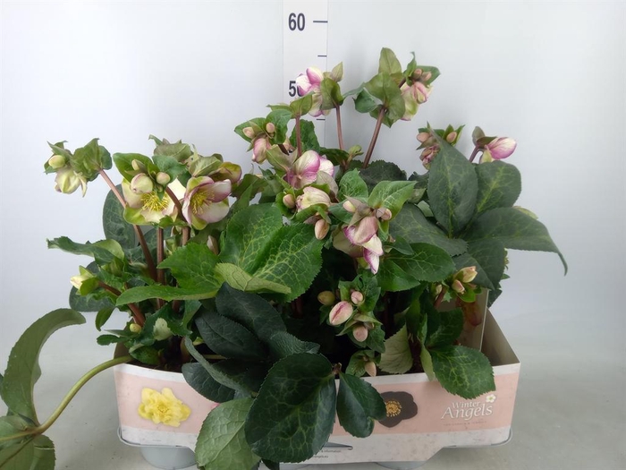 <h4>Helleborus  'Fkiss Glendas Gloss'</h4>